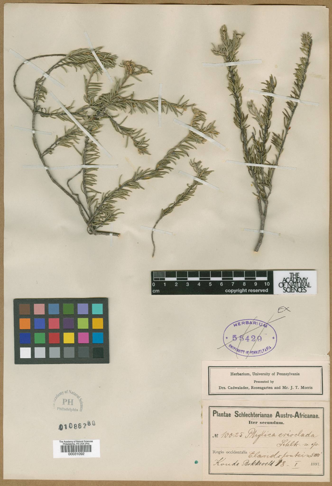 Phylica tuberculata image