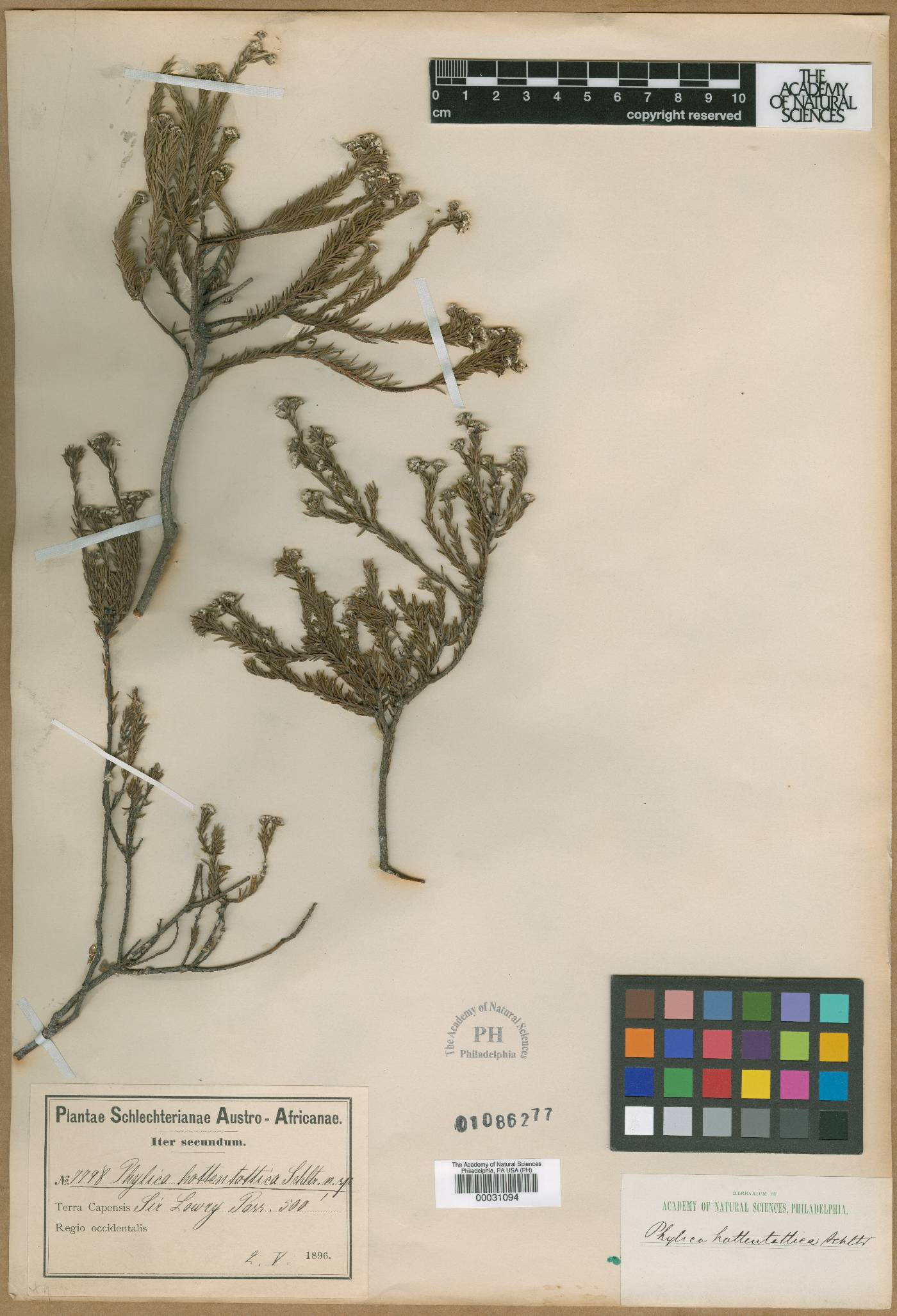 Phylica ericoides image