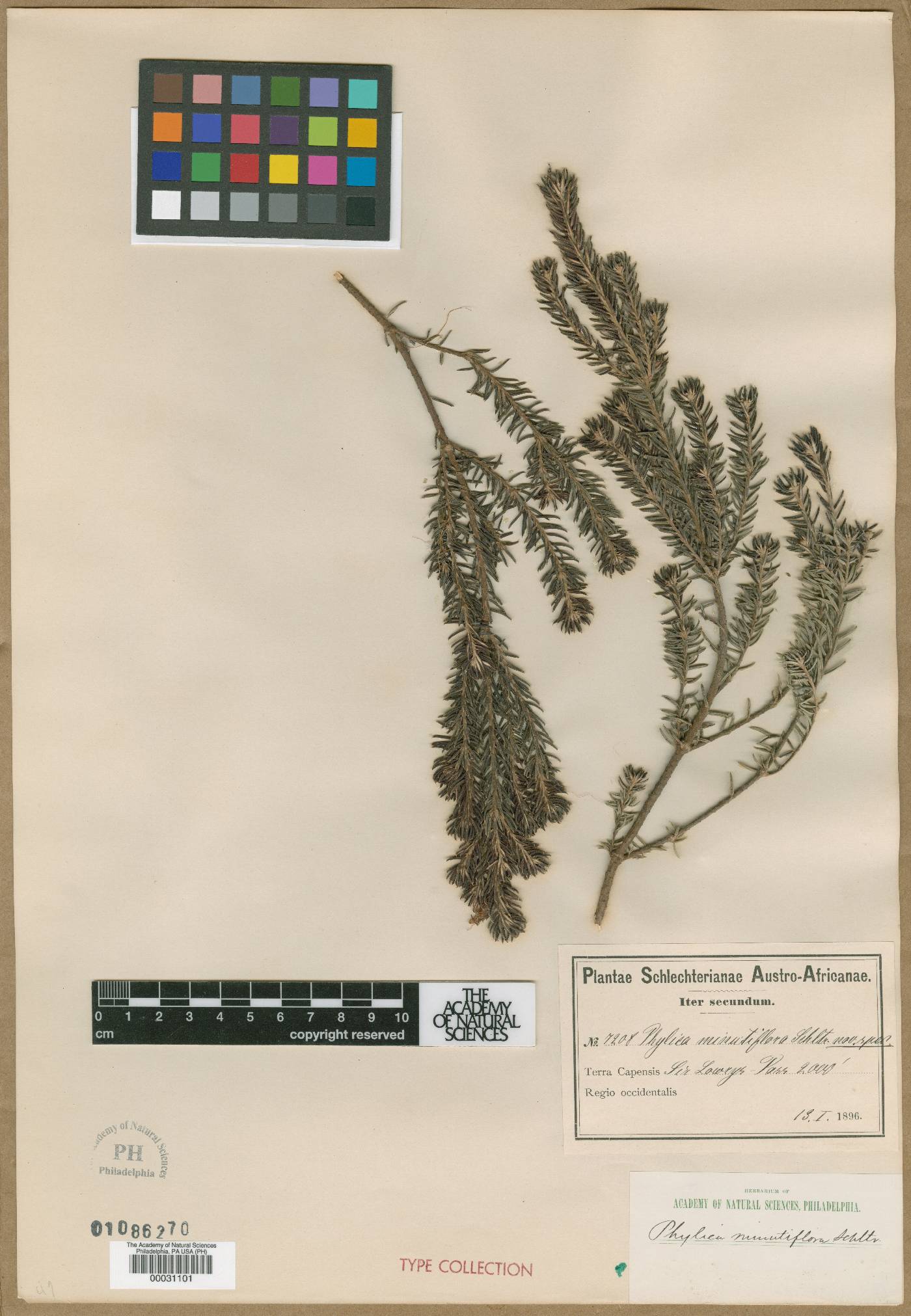 Phylica minutiflora image