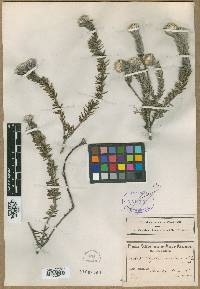 Image of Phylica amoena