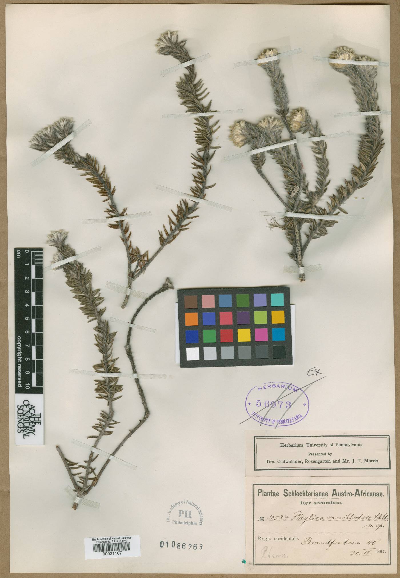 Phylica amoena image