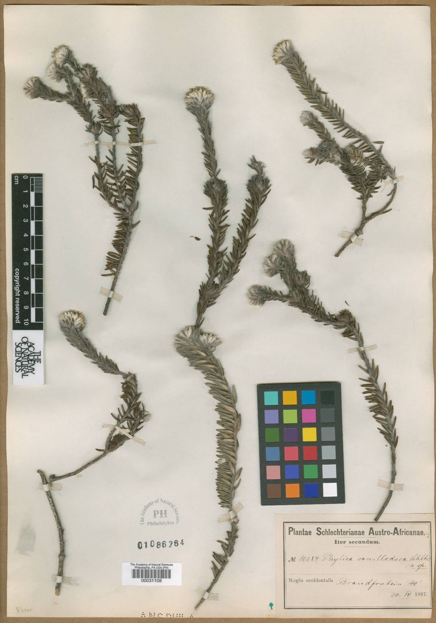 Phylica amoena image