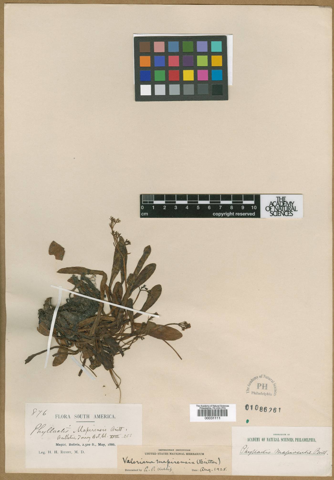 Valeriana mapirensis image