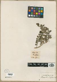Image of Phyllanthus buxifolius