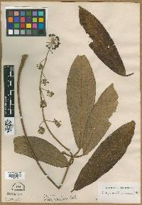 Schefflera rhododendrifolia image