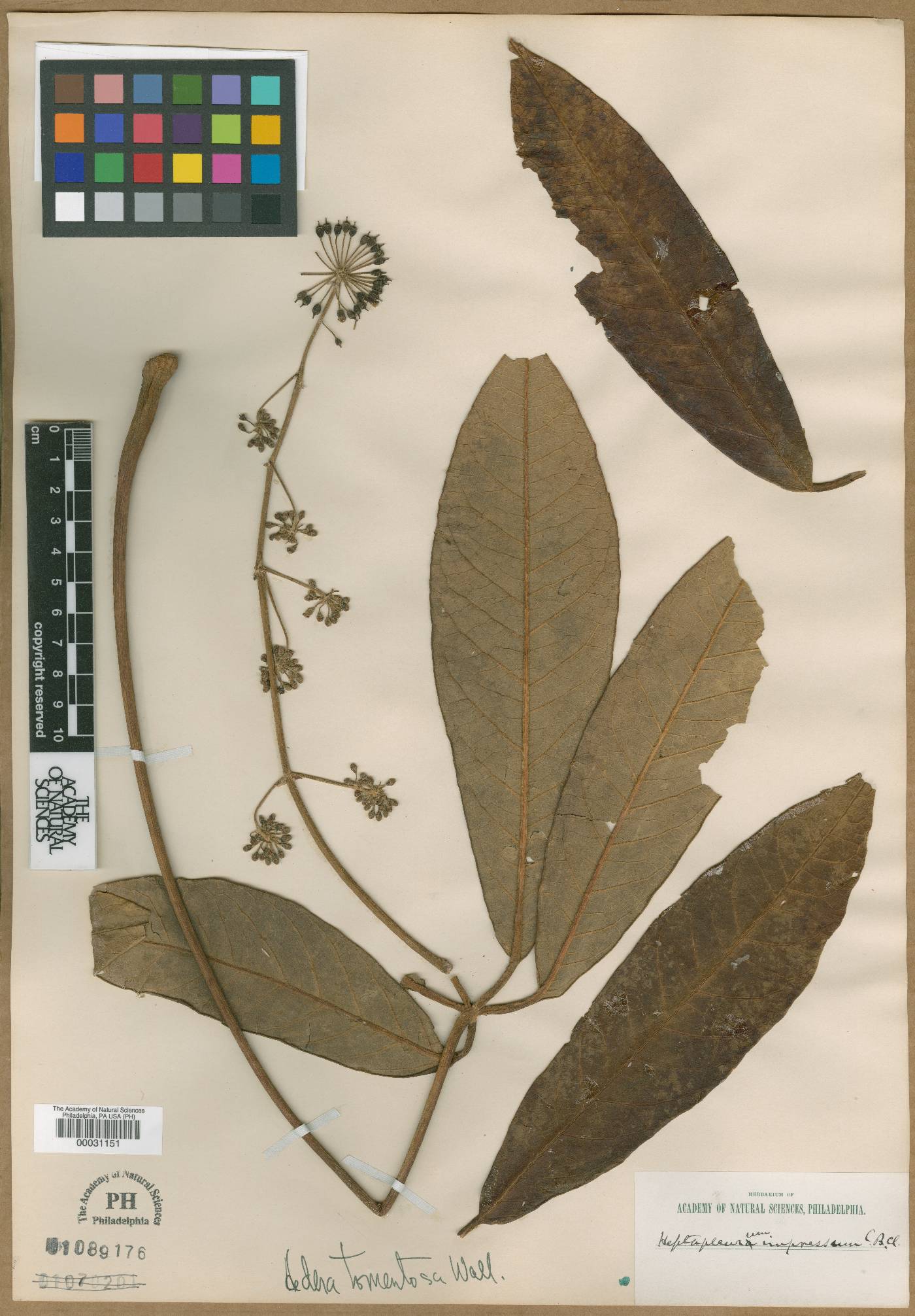 Schefflera rhododendrifolia image