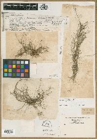 Utricularia gibba image