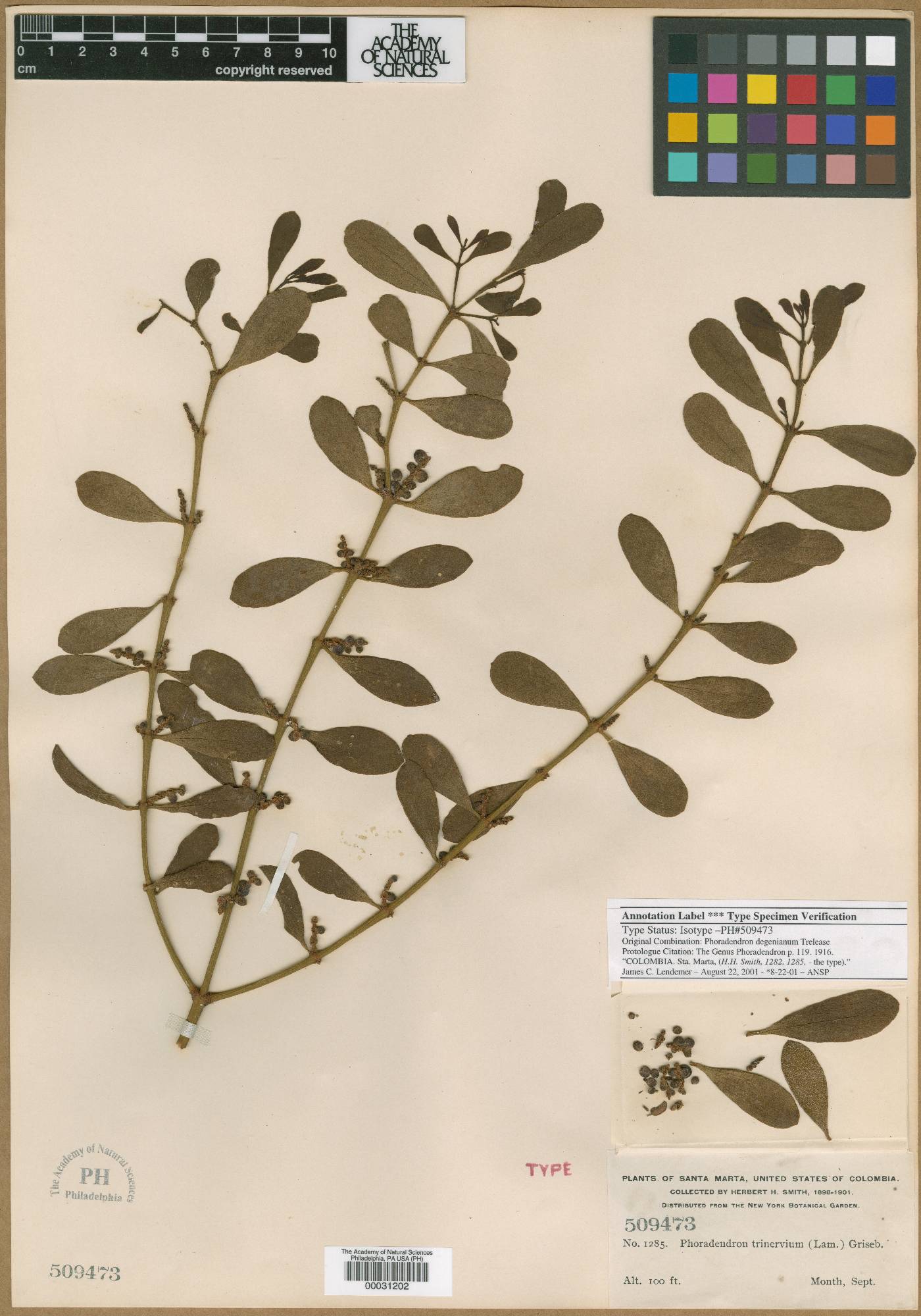 Phoradendron mucronatum image