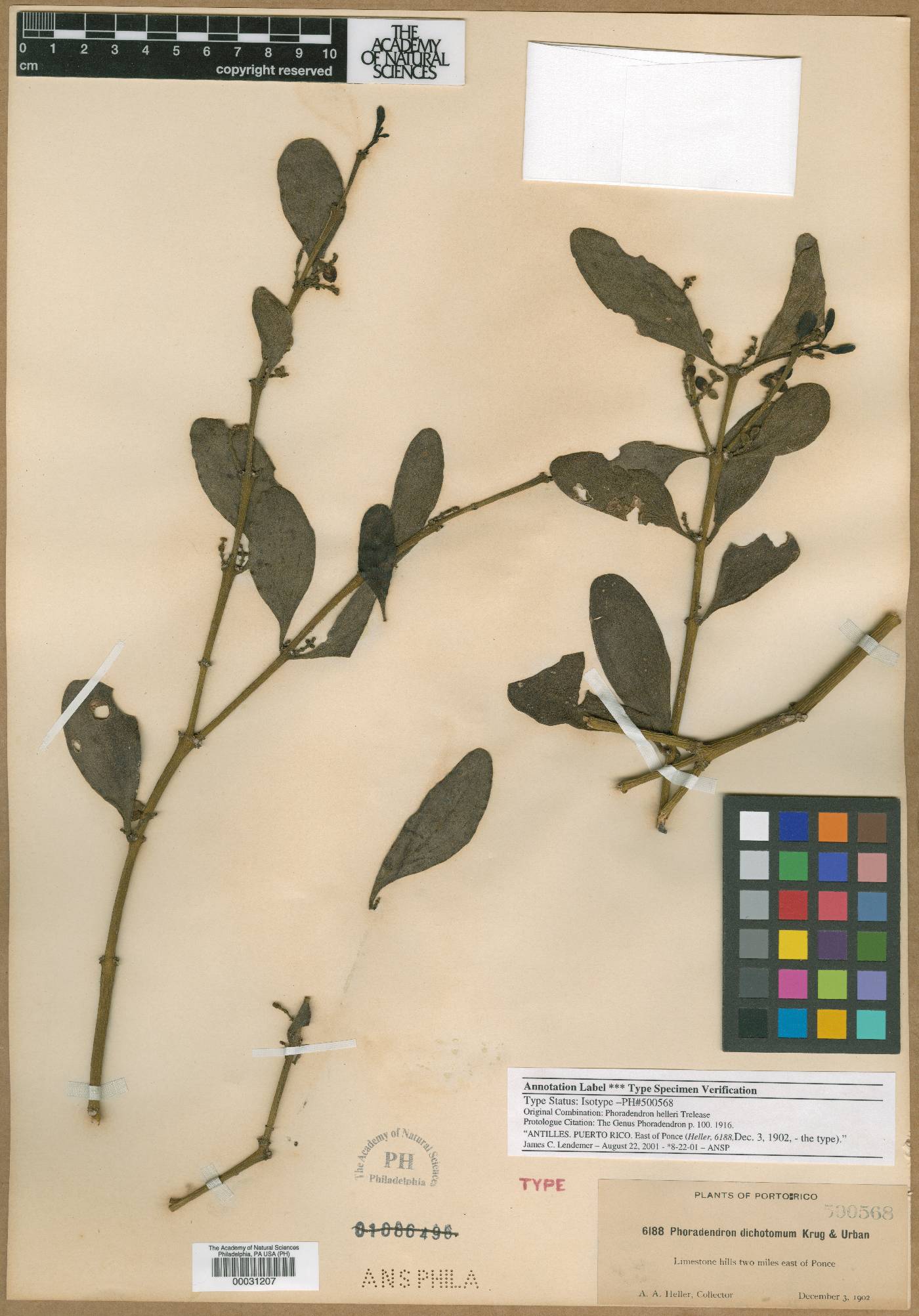 Phoradendron anceps image