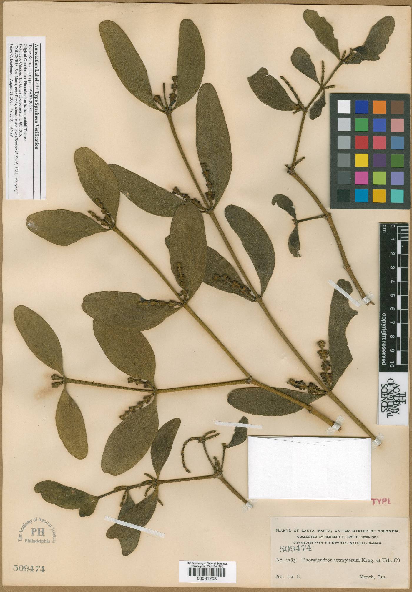 Phoradendron herbert-smithii image