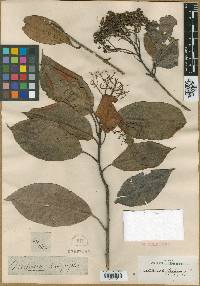 Photinia integrifolia image