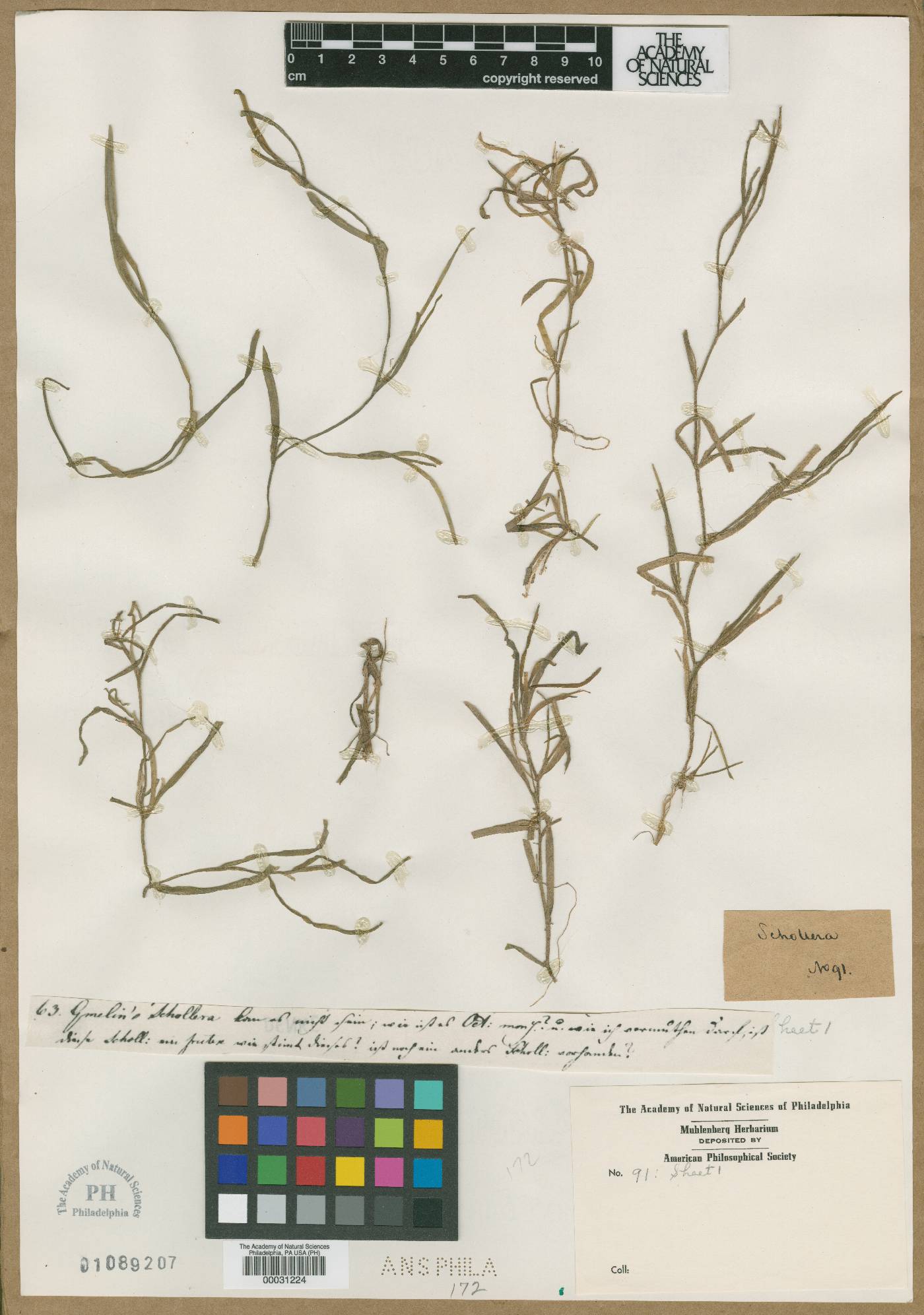 Schollera image