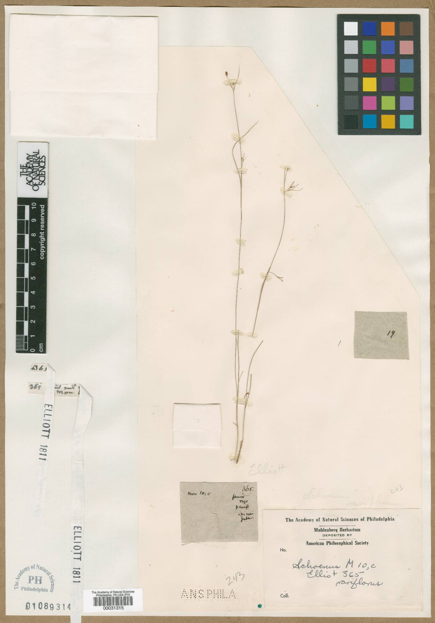 Schoenus rariflorus image