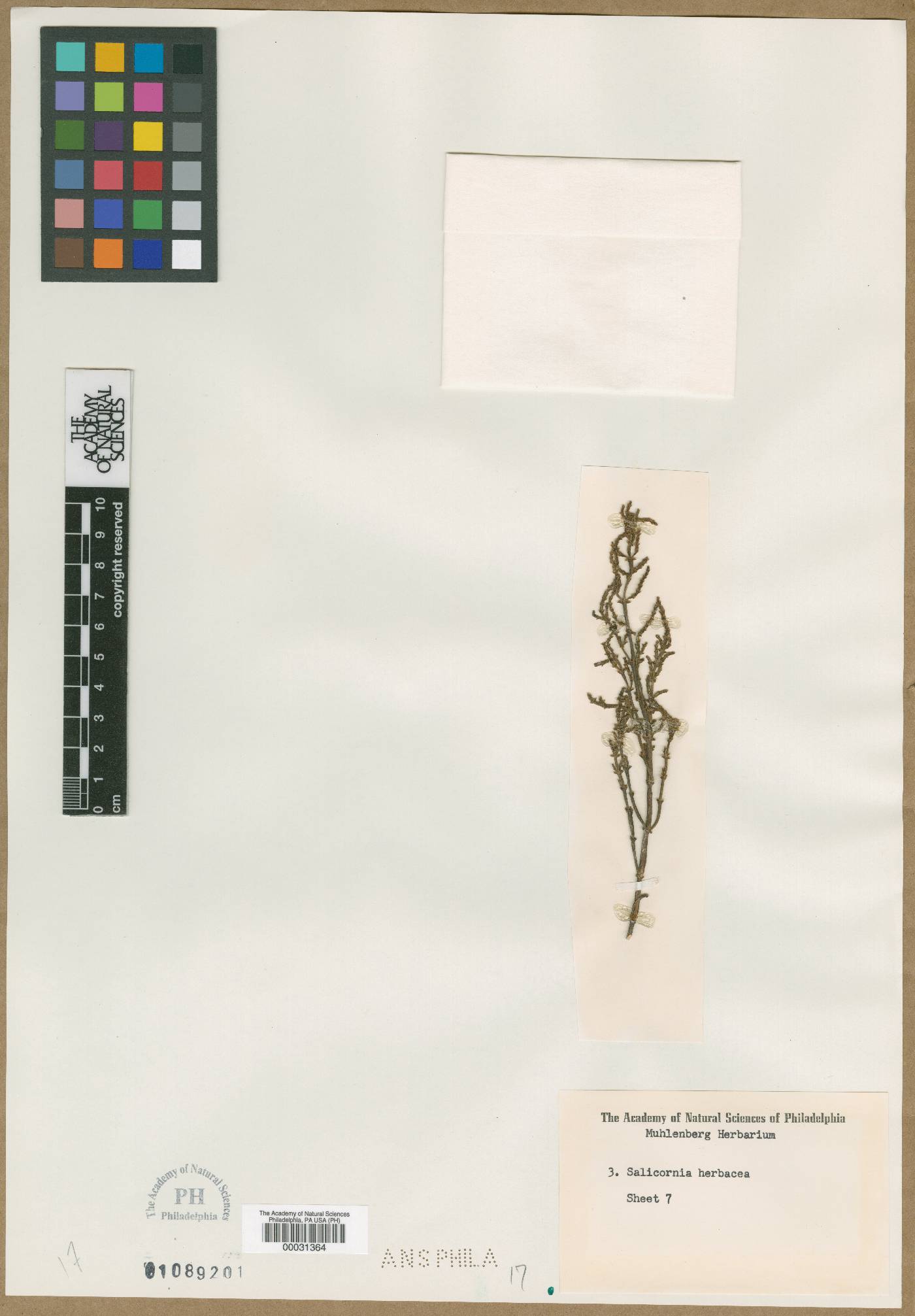 Salicornia herbacea image