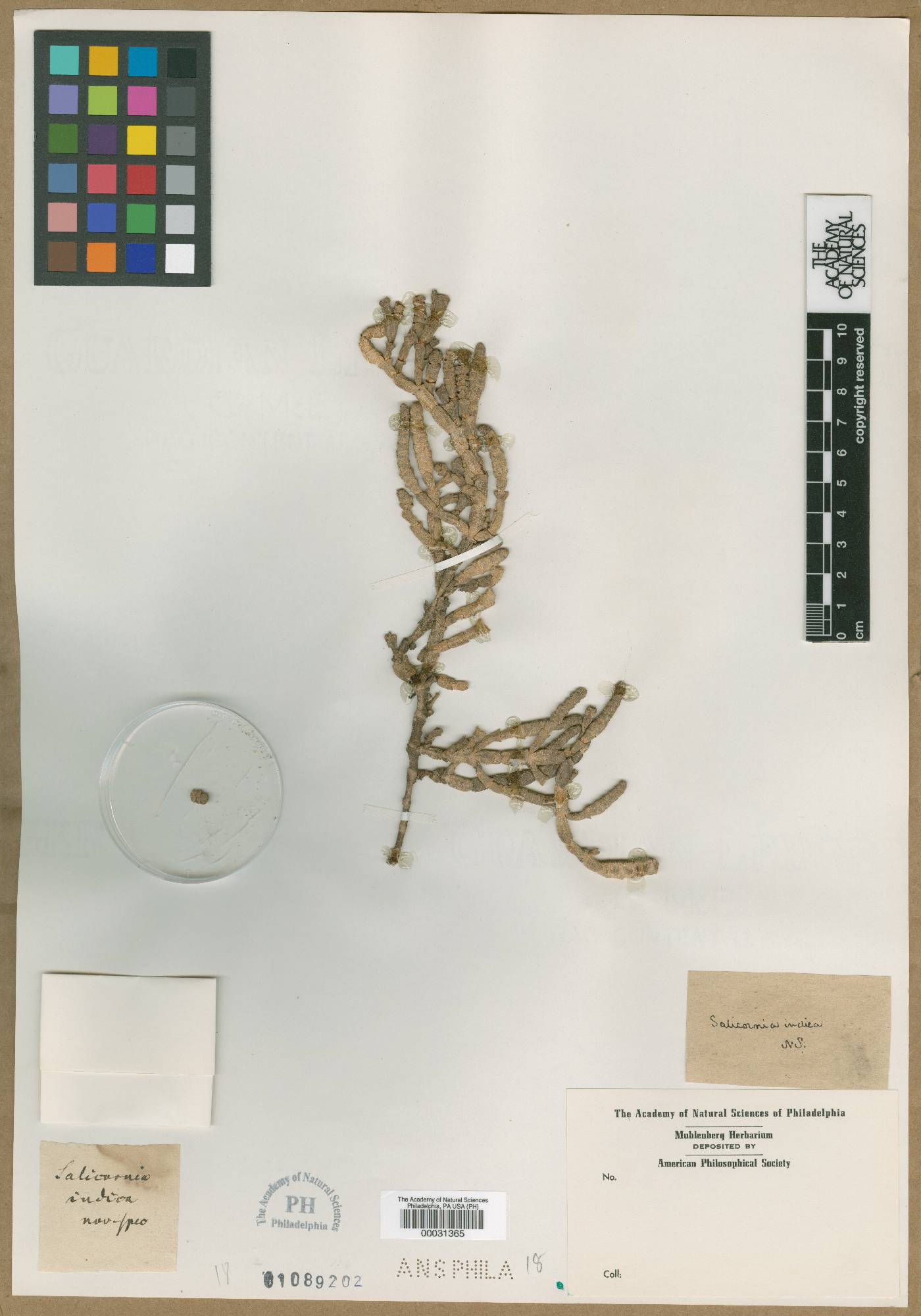 Salicornia indica image
