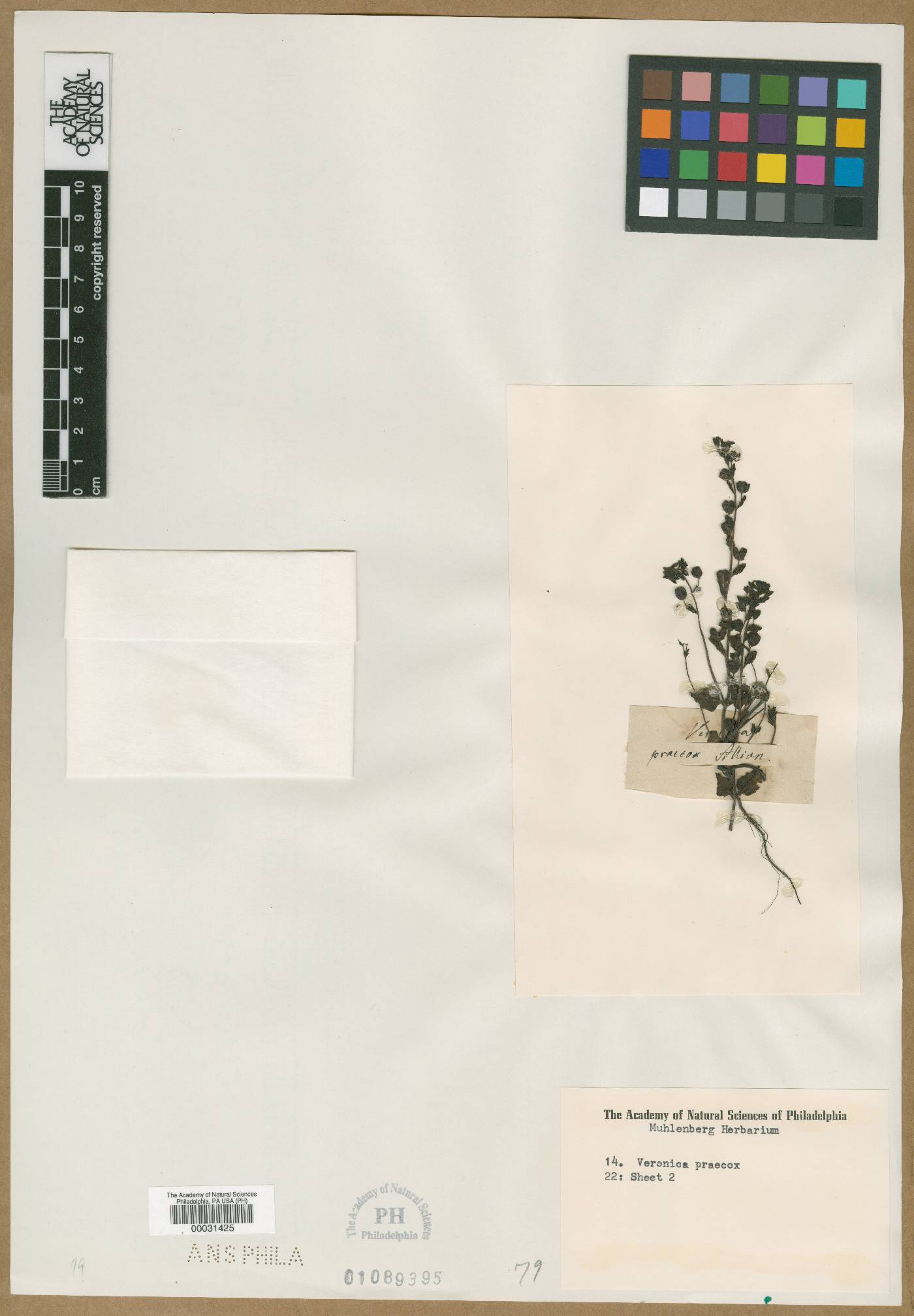 Veronica praecox image
