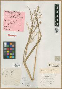 Panicum rhizomatum image