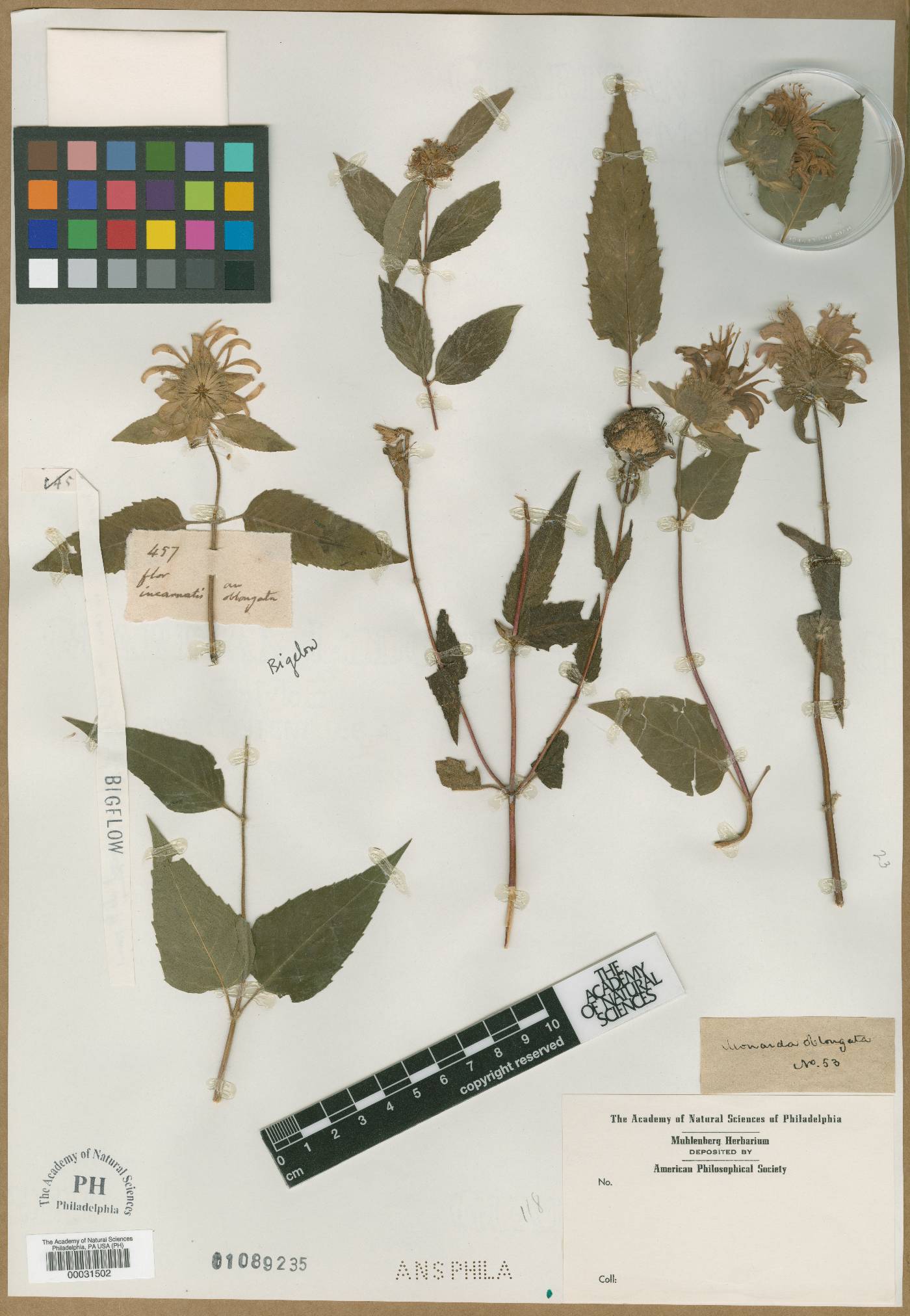 Monarda oblongata image