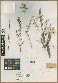 Image of Salvia acuminata