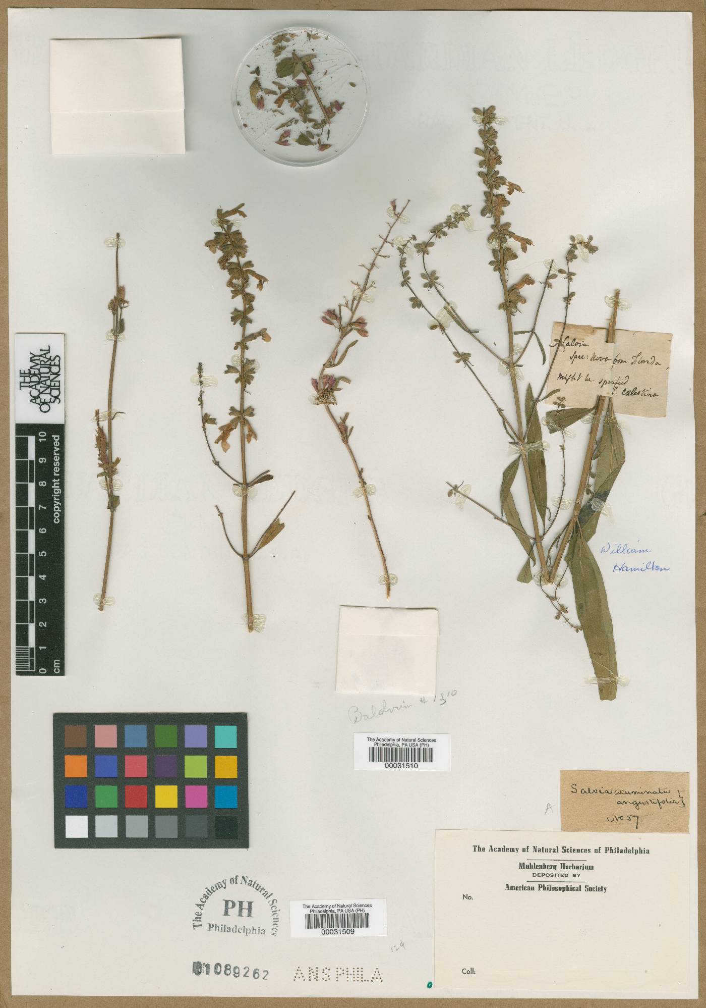Salvia acuminata image