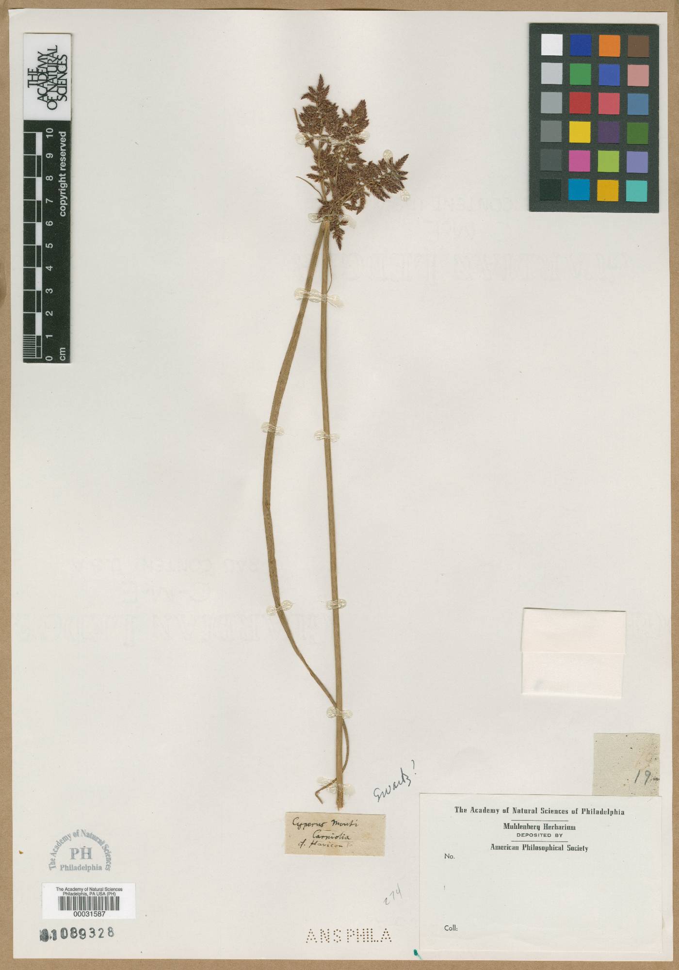 Cyperus serotinus subsp. serotinus image