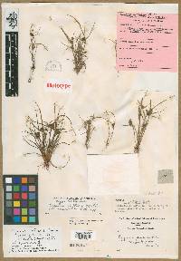 Cyperus squarrosus image