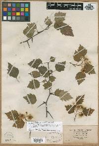 Crataegus jesupii image