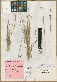 Scirpus debilis image