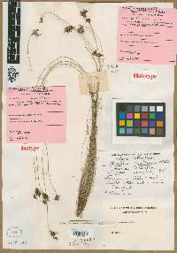 Scirpus castaneus image