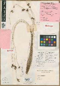 Scirpus castaneus image