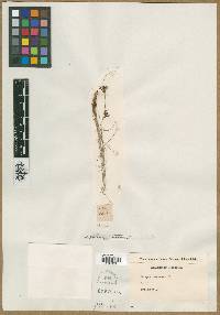 Scirpus castaneus image