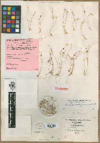 Scirpus subsquarrosus image