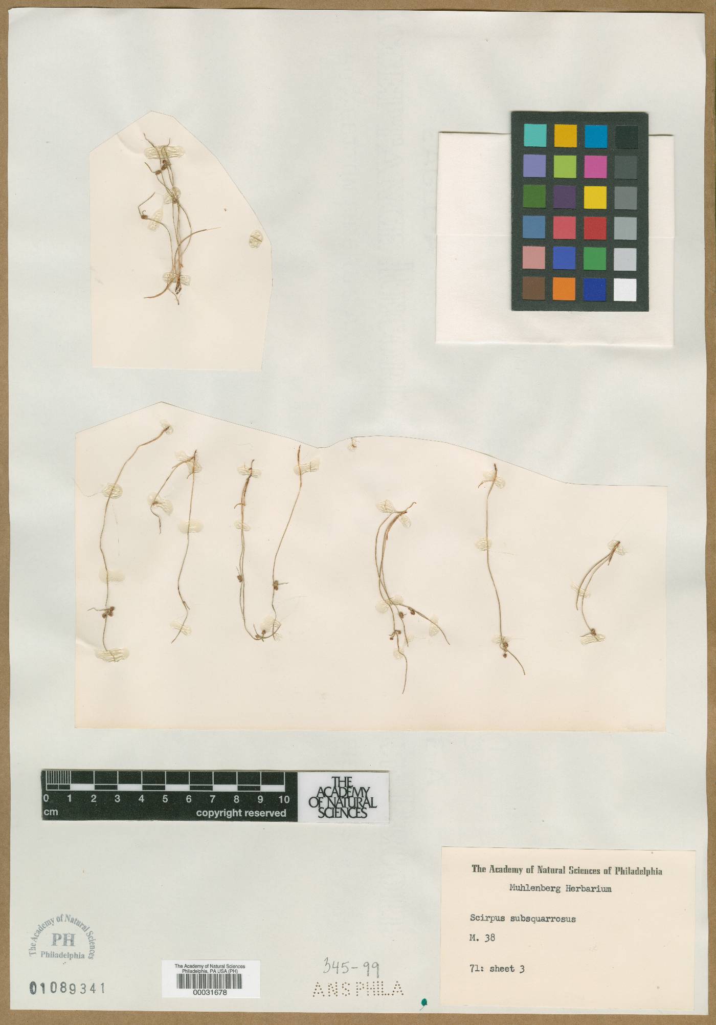 Scirpus subsquarrosus image