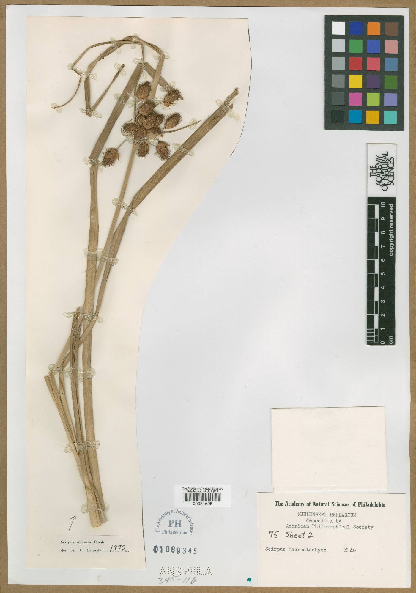 Bolboschoenus maritimus subsp. maritimus image