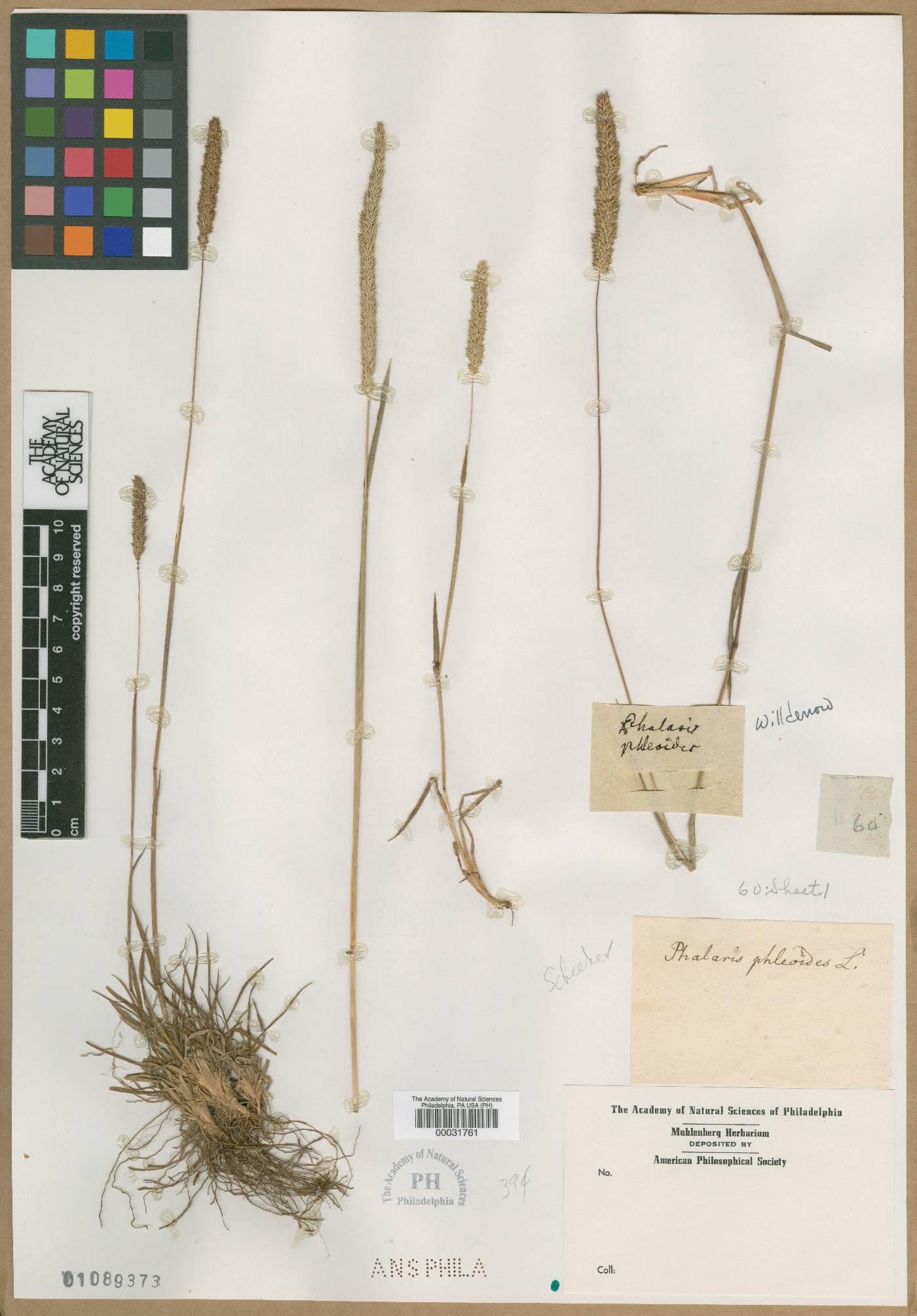 Phalaris phleoides image