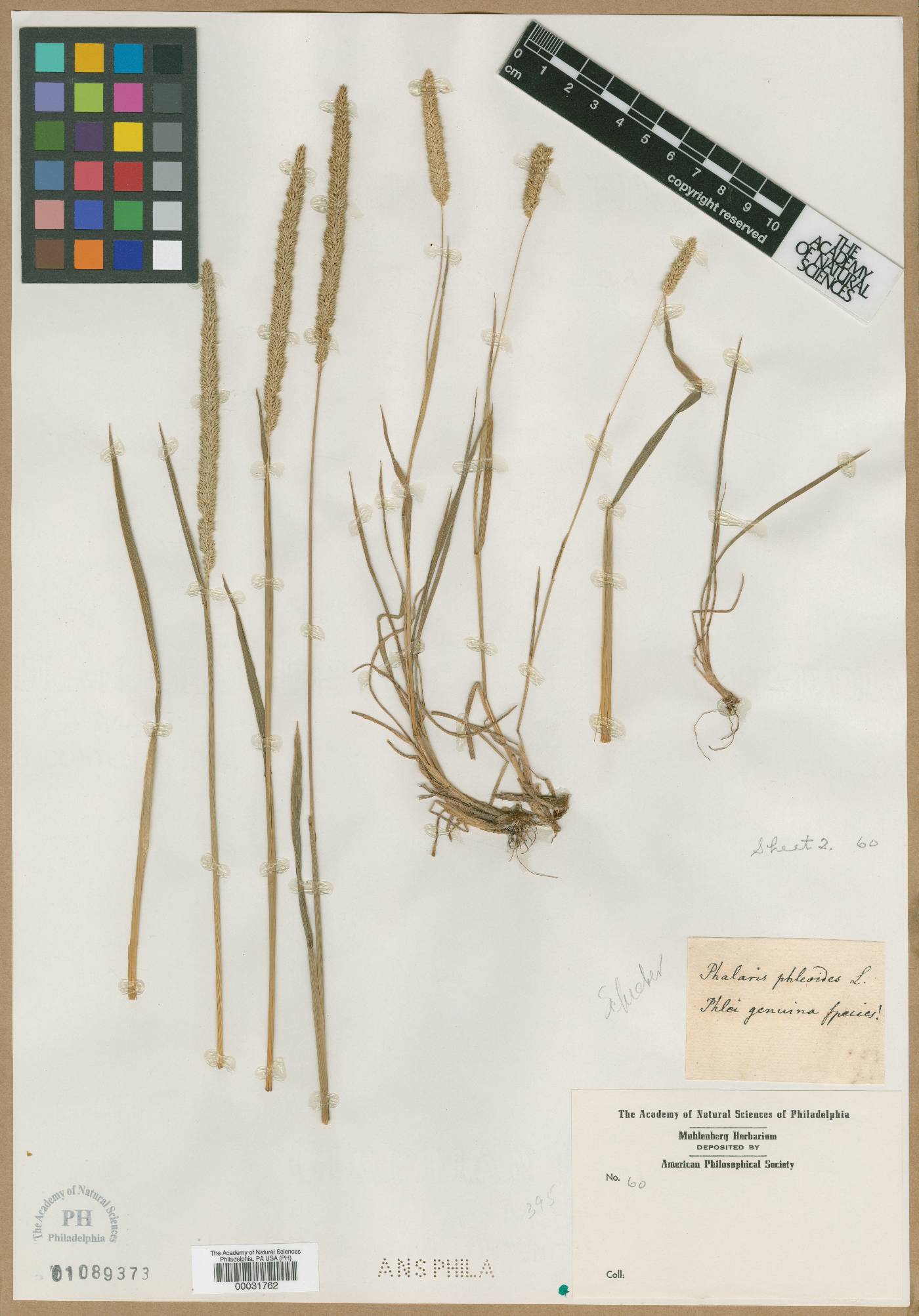 Phalaris phleoides image