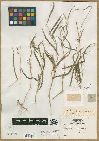 Image of Agrostis tenuiflora