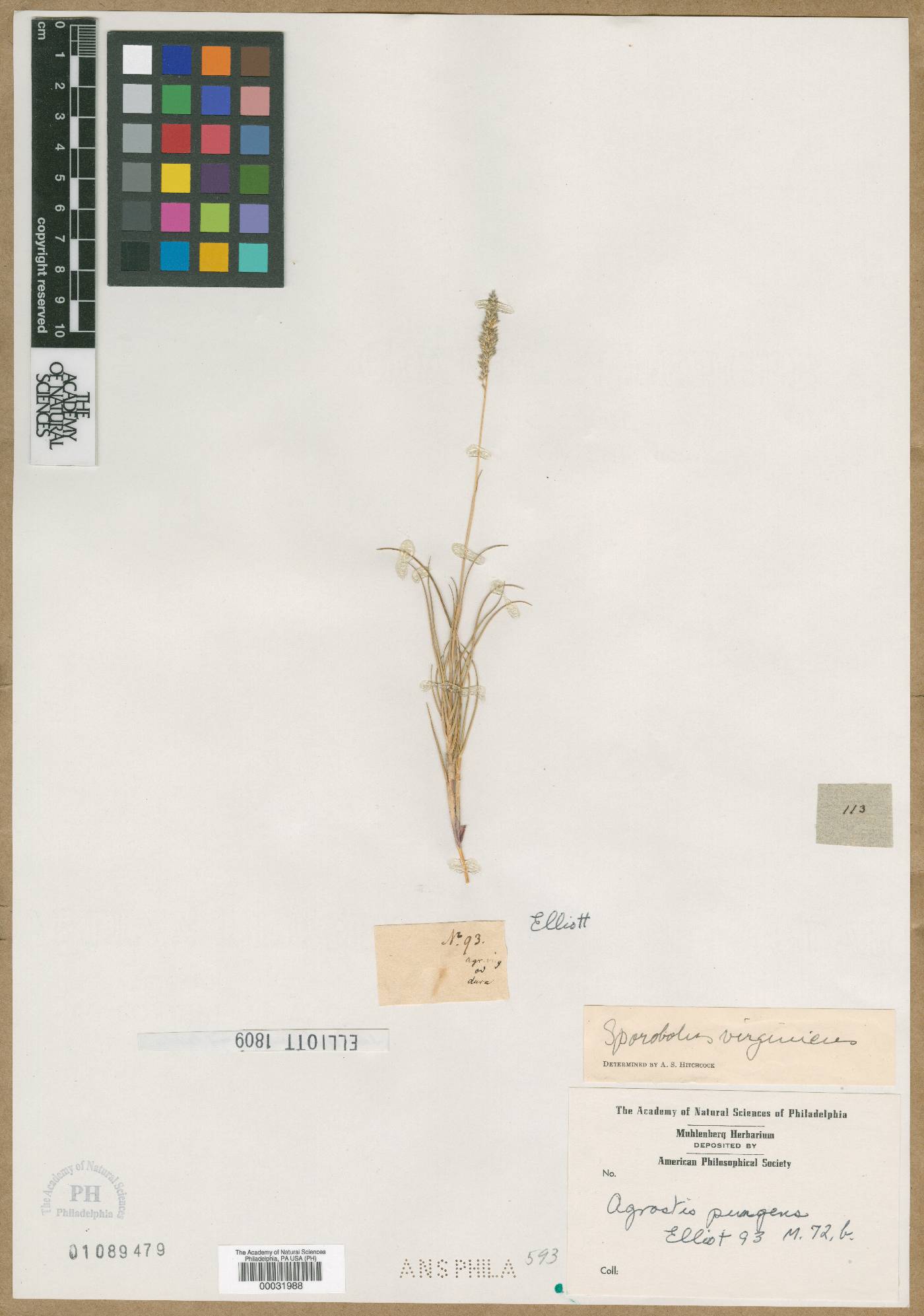 Agrostis pungens image