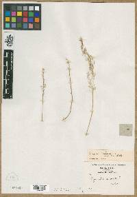 Agrostis stricta image