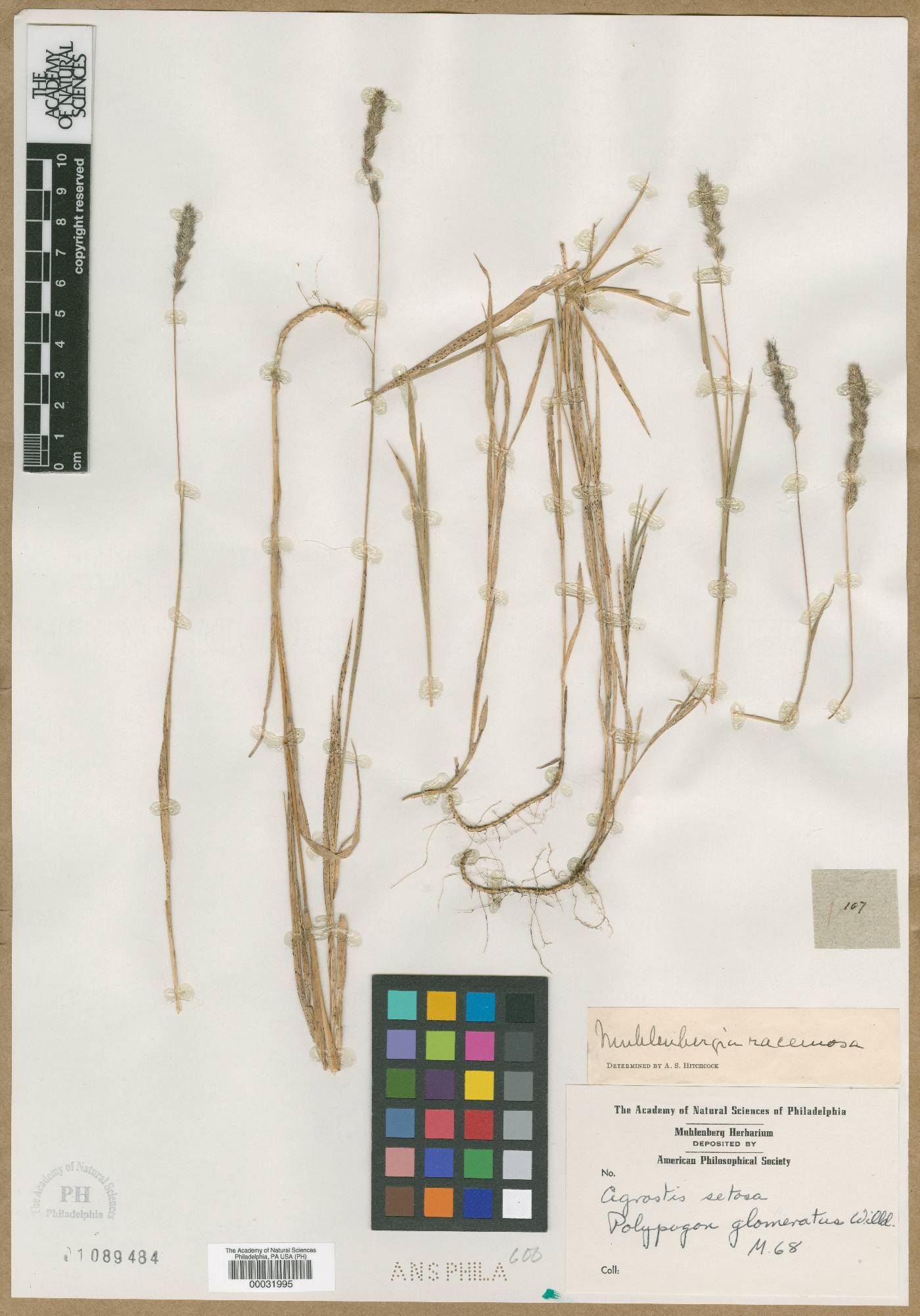 Agrostis setosa image