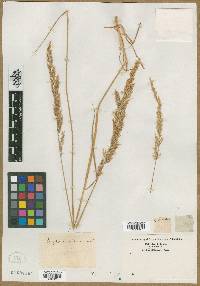 Agrostis arundinacea image