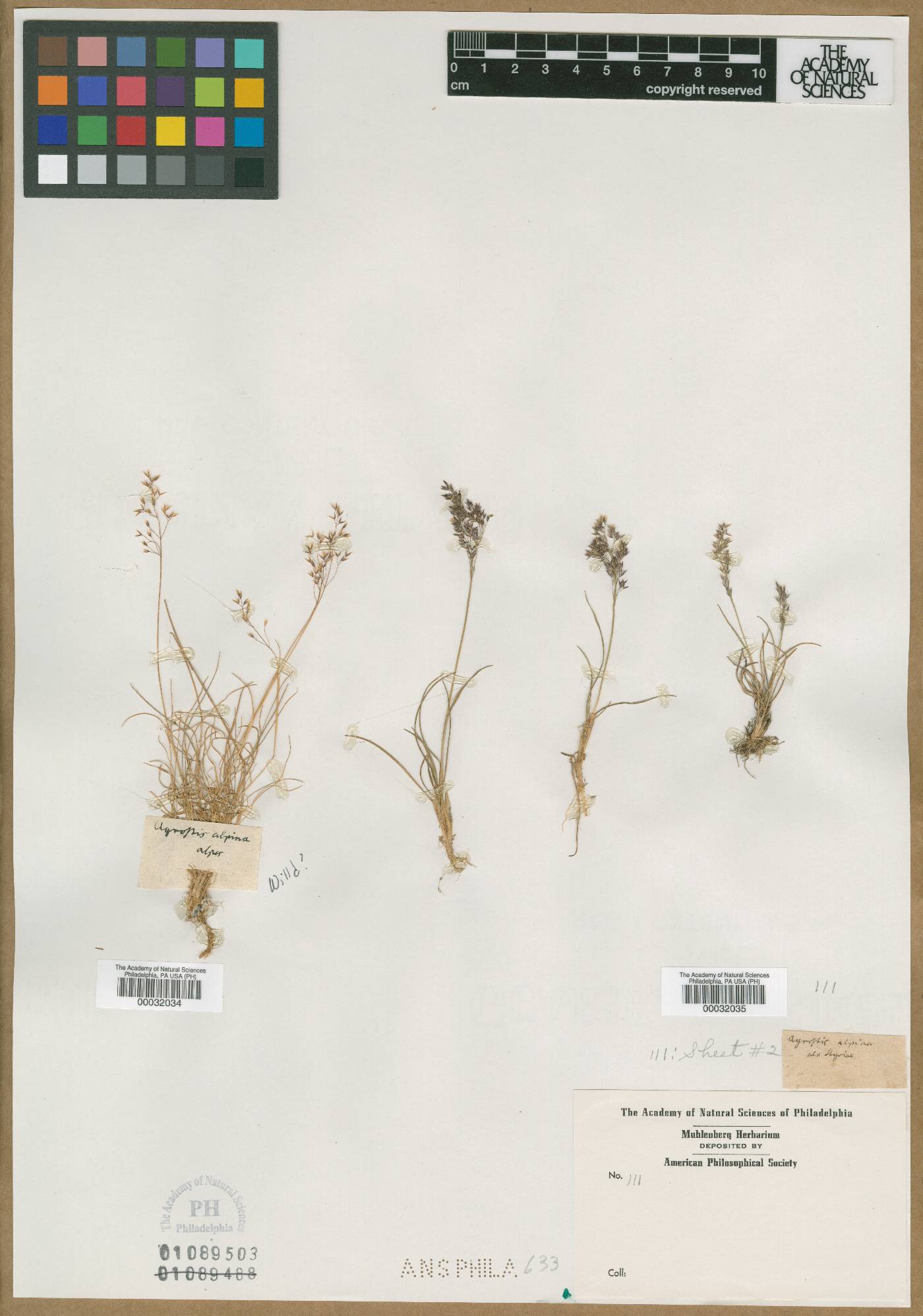 Agrostis alpina image