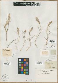 Eragrostis amabilis image