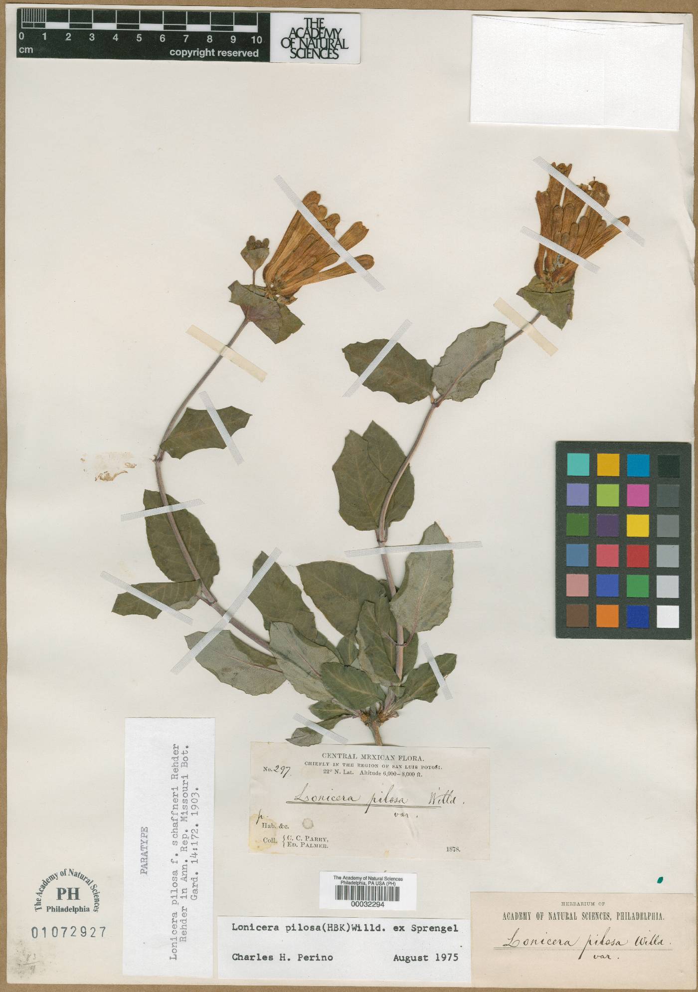 Lonicera pilosa image