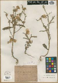 Carduus baeocephalus image
