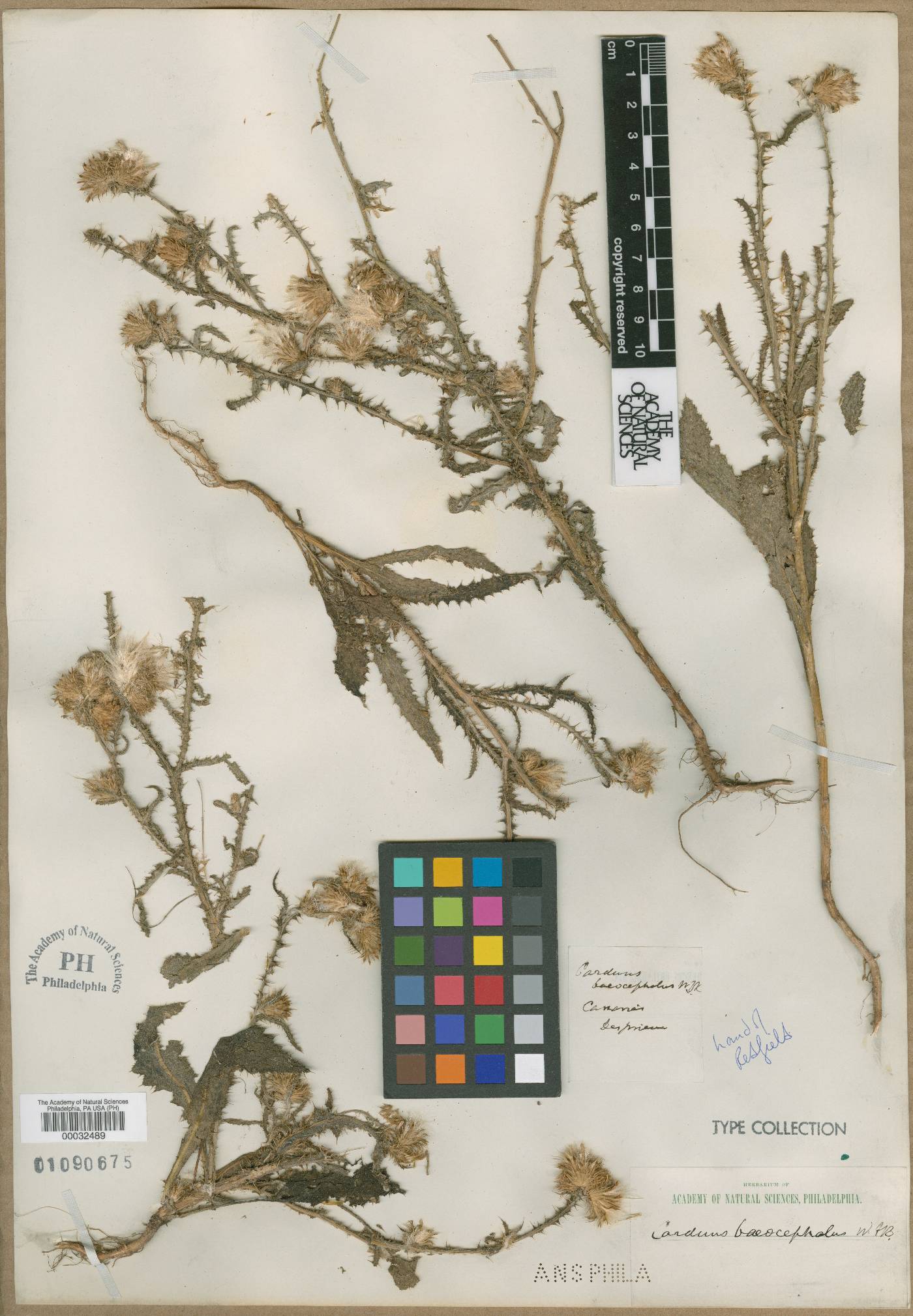 Carduus baeocephalus image