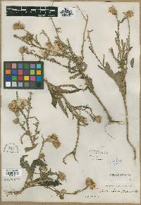 Carduus baeocephalus image