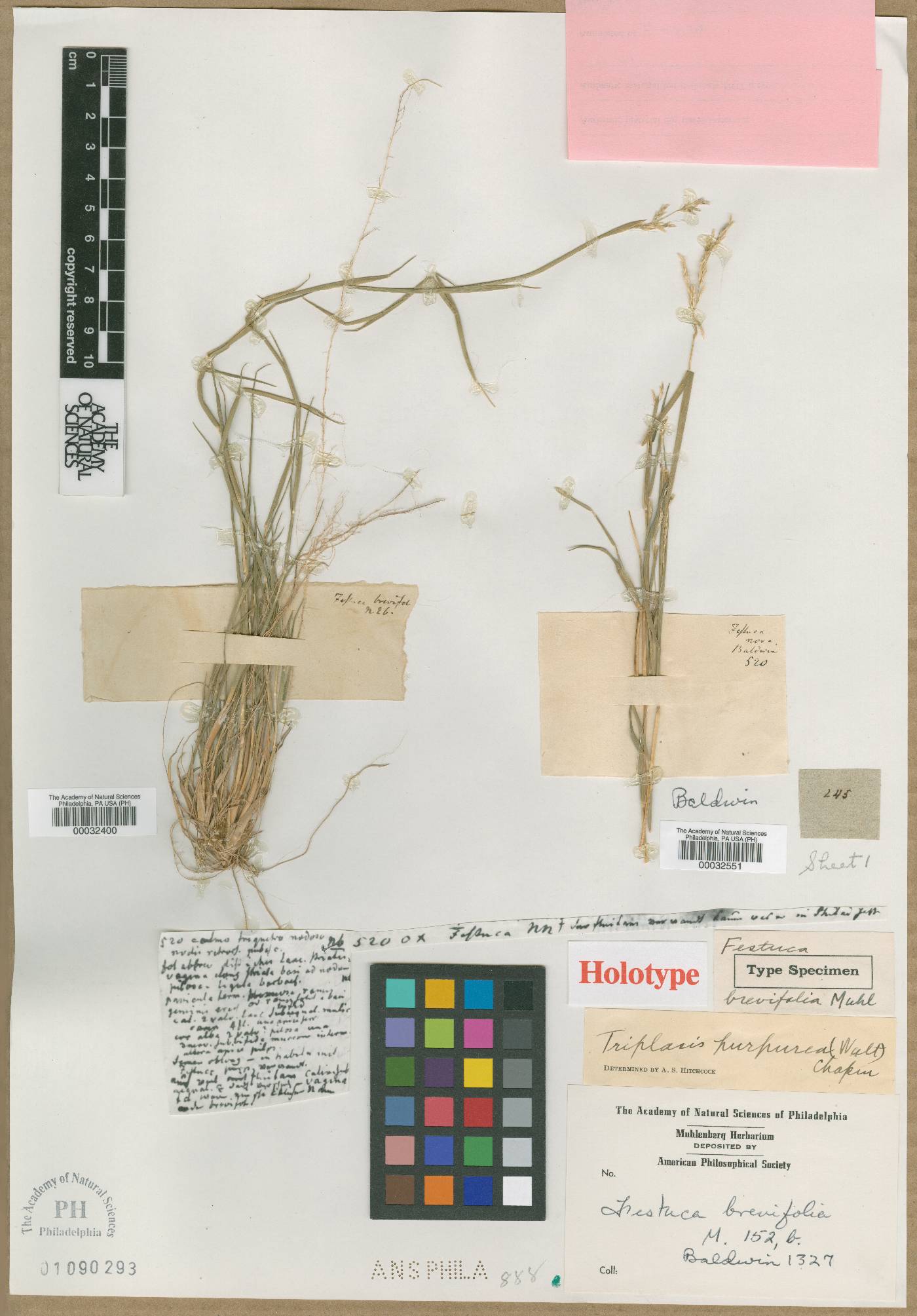 Festuca brachyphylla subsp. brachyphylla image