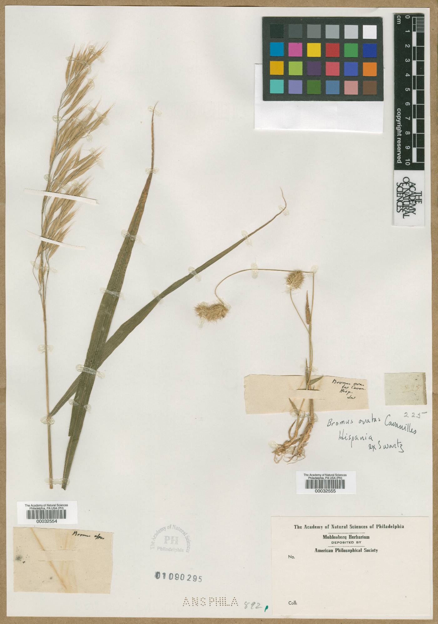 Bromus ovatus image