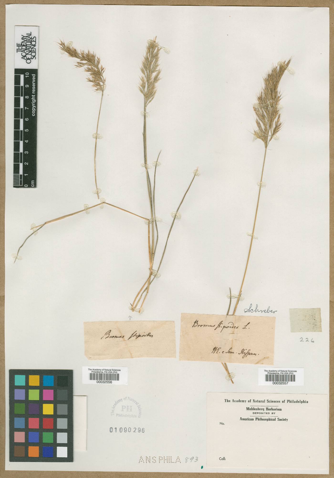 Bromus stipoides image